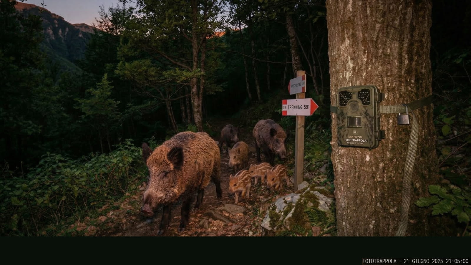 Cinghiale ripreso da fototrappola notturna nell'Appennino toscano