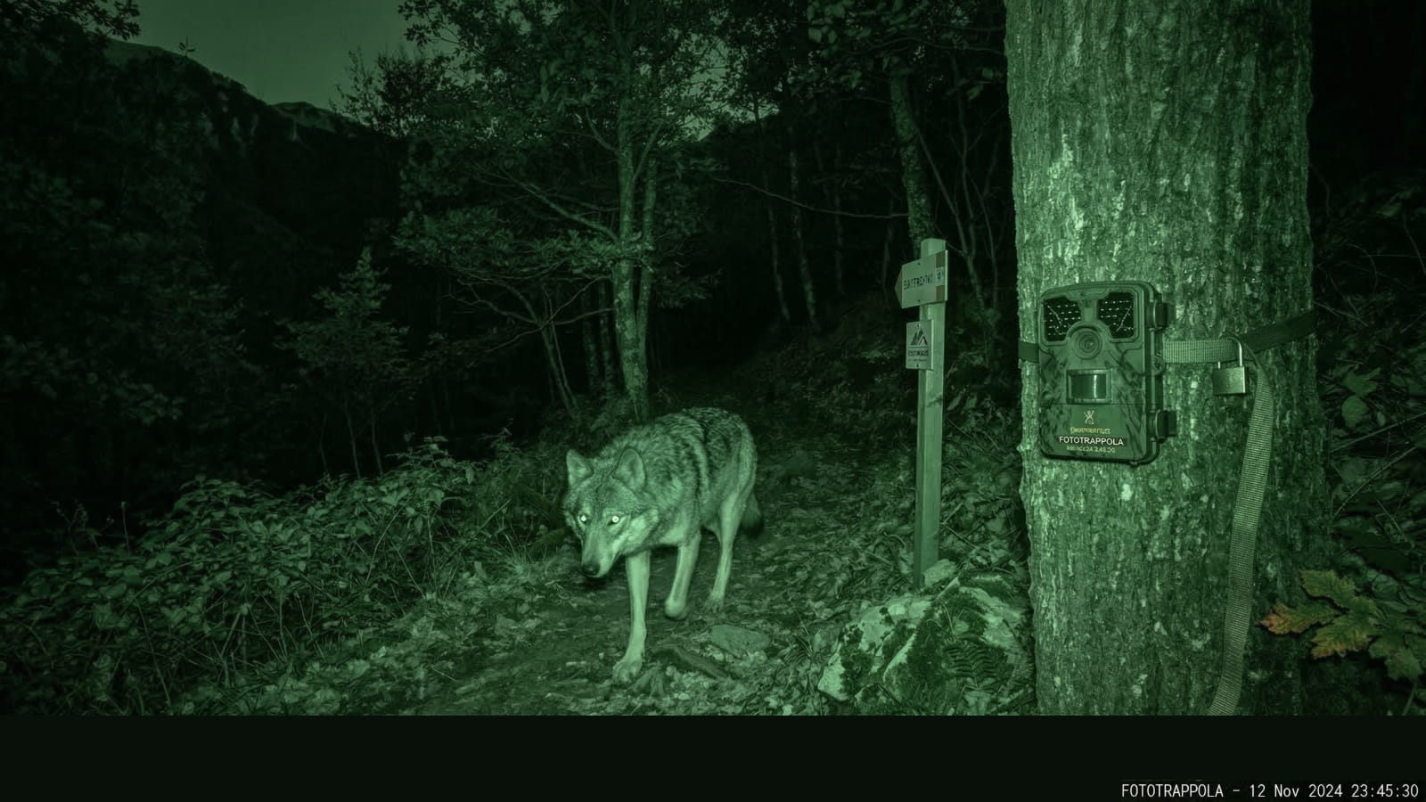Lupo appenninico ripreso da fototrappola notturna a infrarossi nell'Appennino