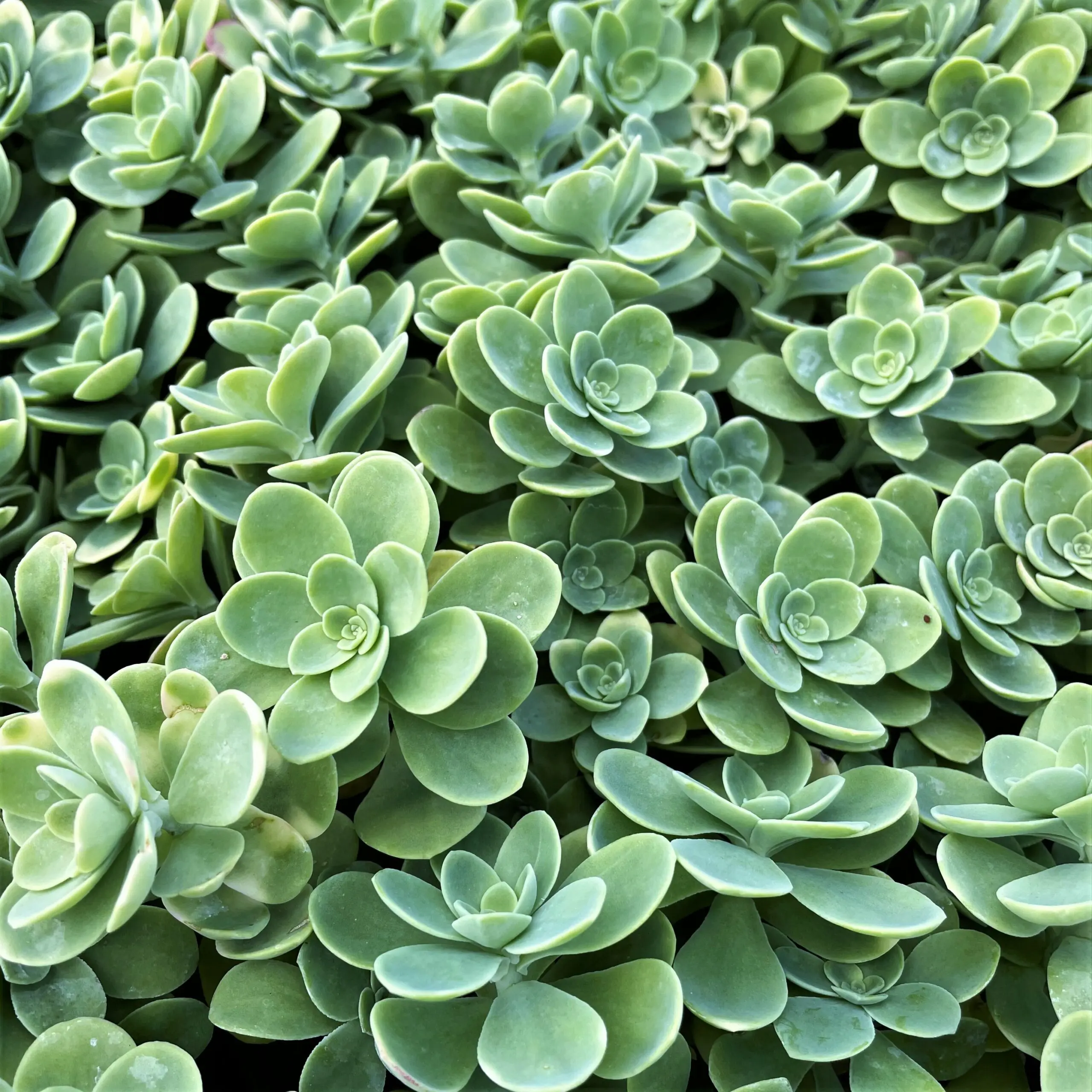 Sedum balcone cura — Sedum palmeri rosette azzurro-verdi in vaso