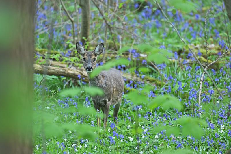 Fototrappolaggio — avvistamento daino da fototrappola nel bosco