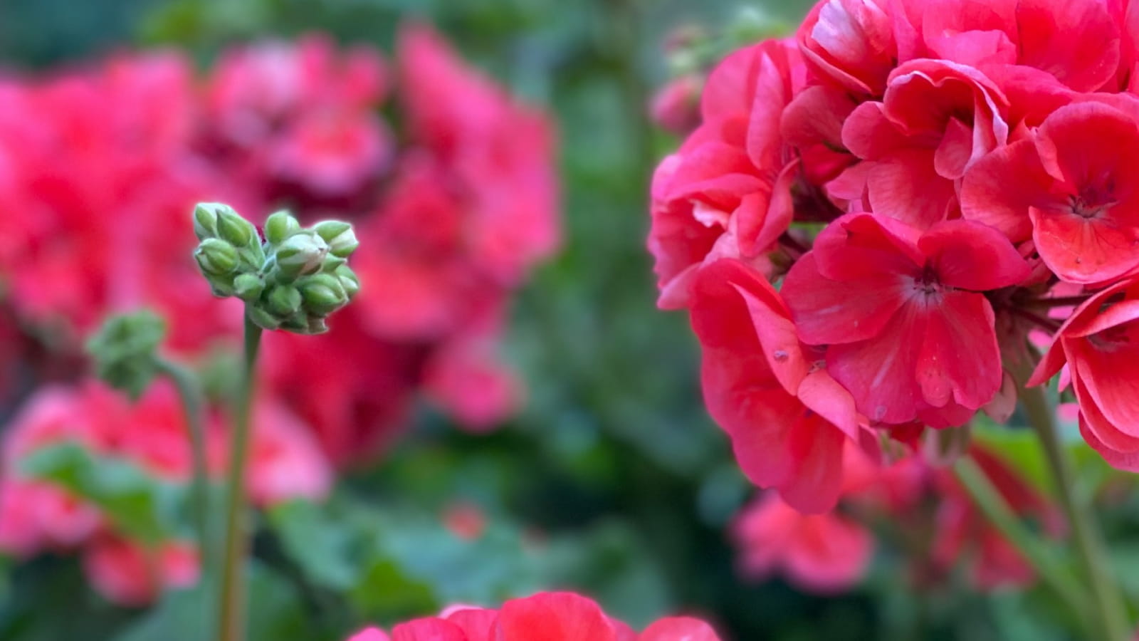 Bocciolo gerani balcone pronto a schiudersi — cura e fioritura in vaso