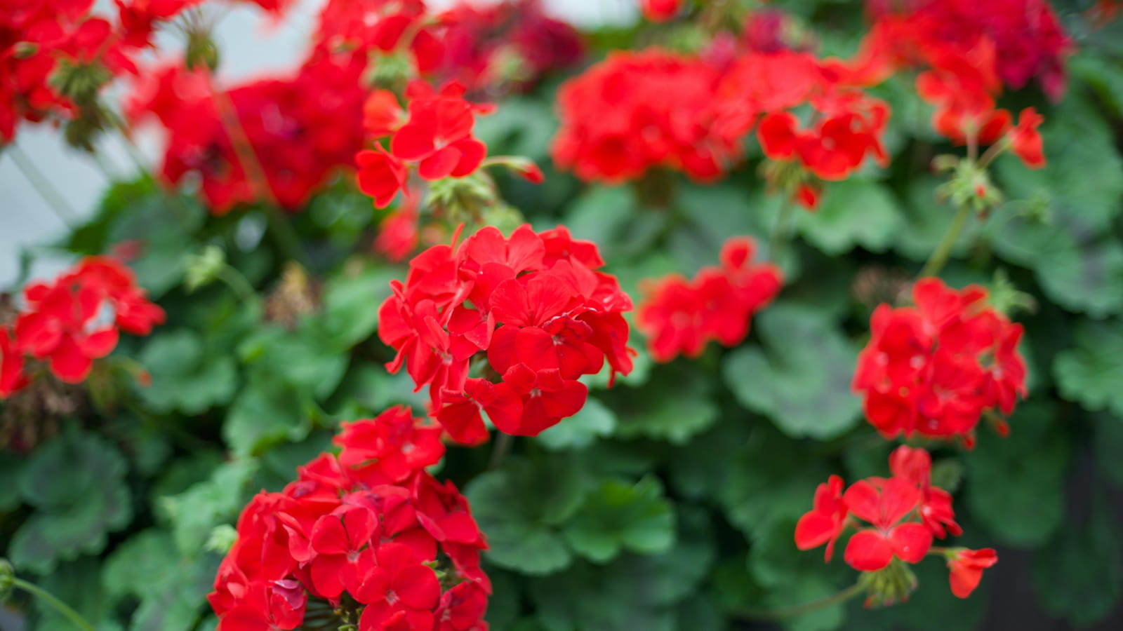 Gerani balcone in fiore — geranio rosso fioritura estiva da aprile a ottobre
