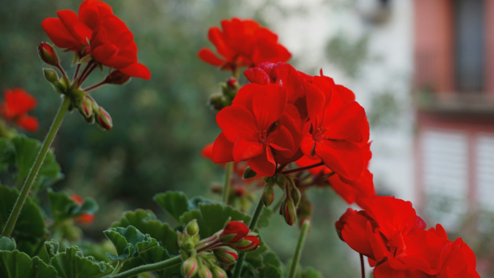 Gerani balcone primo piano dei petali — varietà zonale per balcone soleggiato