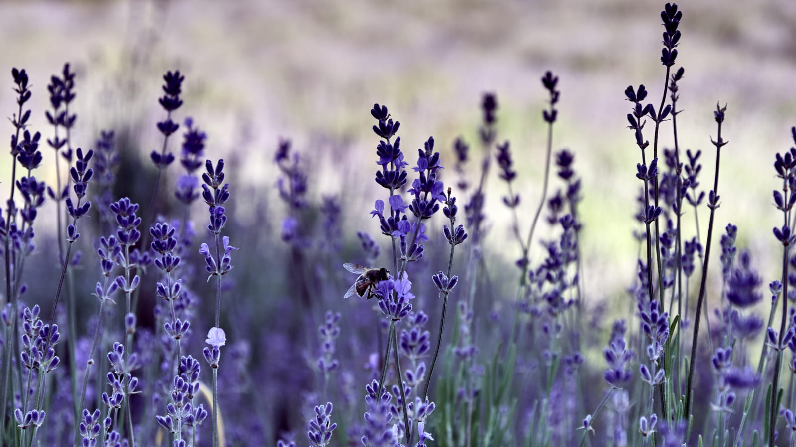 Lavanda balcone fioritura — spiga di lavanda in fiore primo piano giugno-agosto