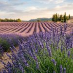 Piante balcone api farfalle — lavanda in vaso nettarifera per impollinatori