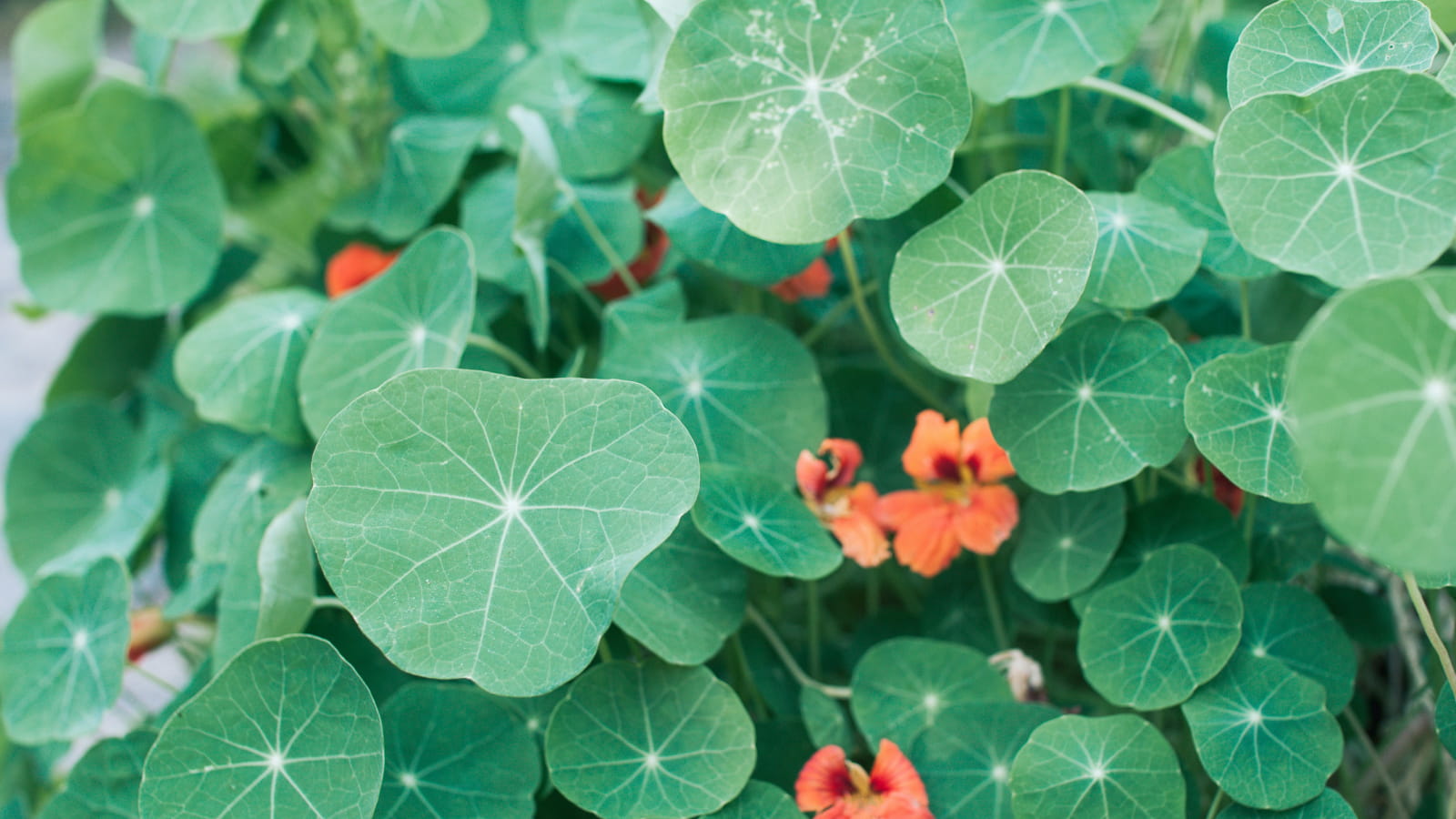 Foglie rotonde di nasturzio in vaso sul balcone — fogliame decorativo e commestibile