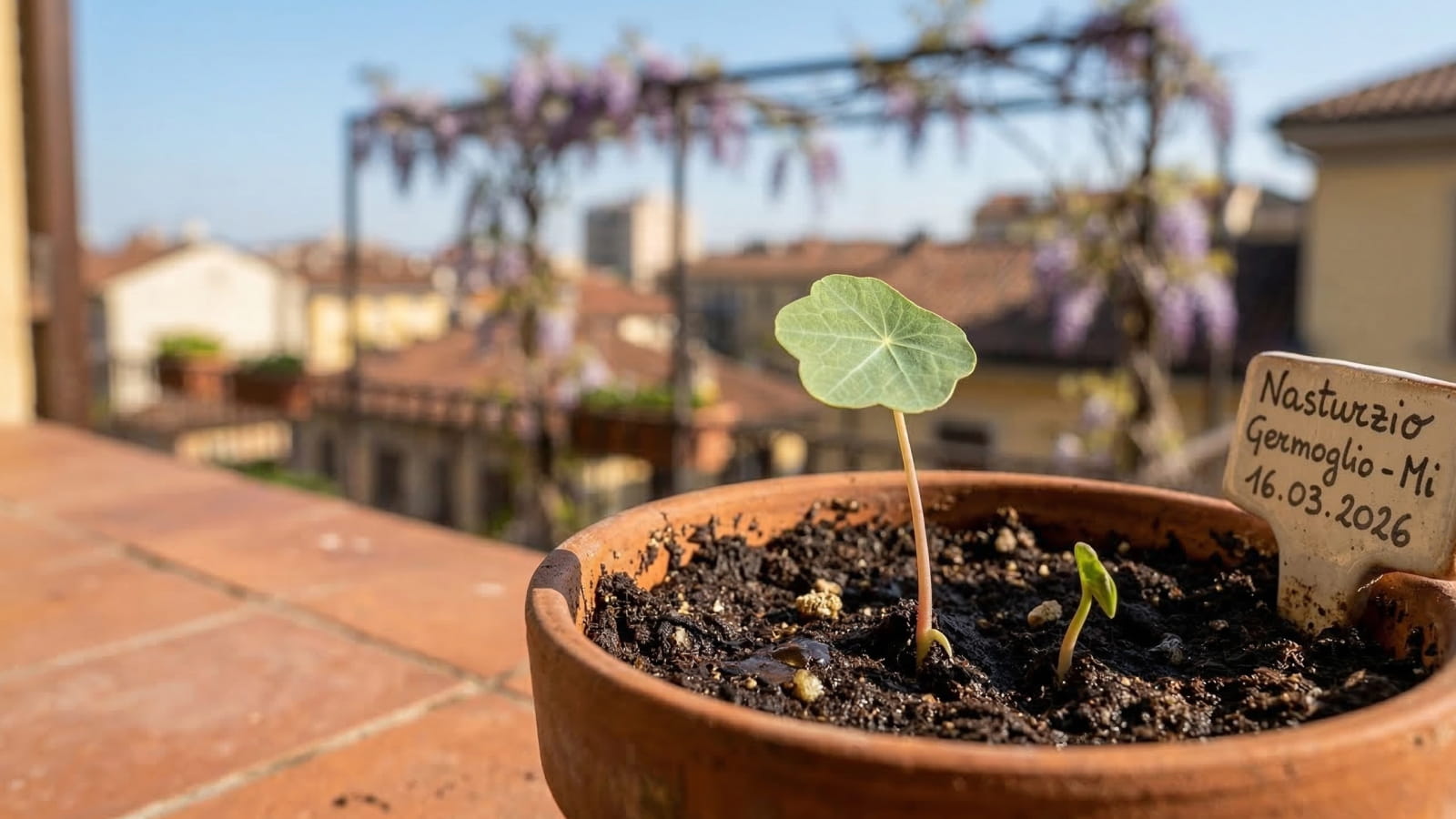 Germoglio di nasturzio da seme — semina diretta in vaso sul balcone