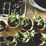 Cosa piantare aprile — piantine primaverili pronte al trapianto in vaso