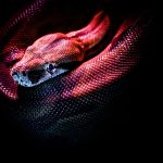 Vipera biscia differenze — serpente italiano nel prato