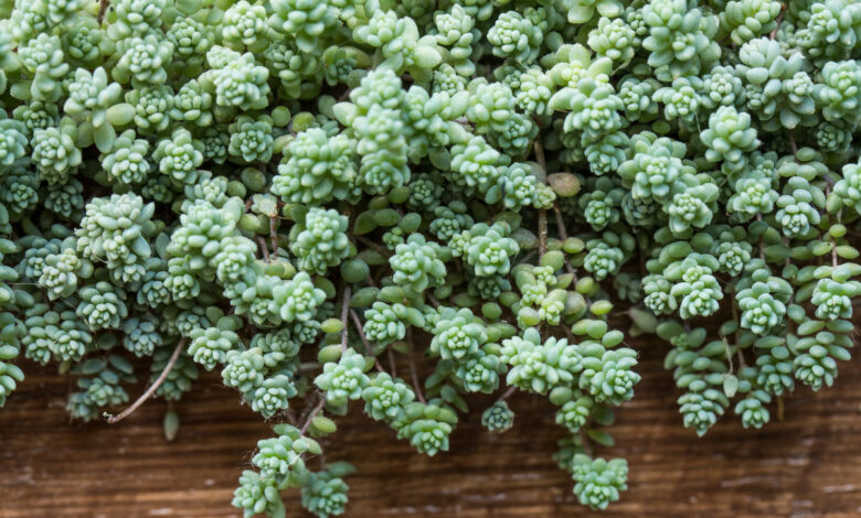 Sedum balcone cura — sedum ricadente in vaso sospeso per cassette